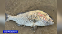 South Australia's seafood industry is bracing for the long-term impact of a toxic algal bloom.