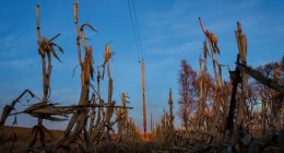 Trump cuts to NOAA, NASA 'blinding' farmers to risks, scientists warn