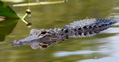 Trump to visit 'Alligator Alcatraz' detention center this week: Source
