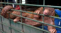 US proposes endangered species protections for pangolins