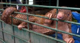 US proposes endangered species protections for pangolins