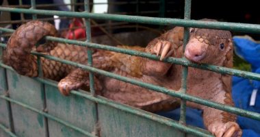 US proposes endangered species protections for pangolins