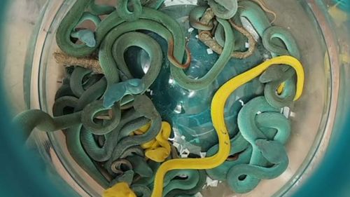 Venomous snakes found hidden in bag of traveller at airport