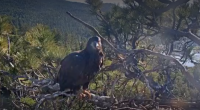 Video: Eaglet stumbles while taking first flight in Big Bear Valley