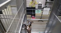 Volunteers use the universal language of music to soothe stressed shelter animals