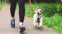 Walking the dog causes $50 million of injuries a year, scientists say