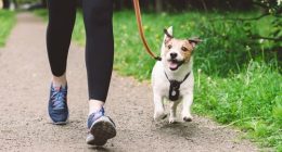 Walking the dog causes $50 million of injuries a year, scientists say