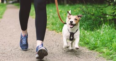 Walking the dog causes $50 million of injuries a year, scientists say