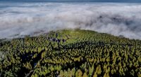 Want to plant trees to offset fossil fuels? You'd need all of North and Central America, study finds