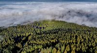 Want to plant trees to offset fossil fuels? You'd need all of North and Central America, study finds