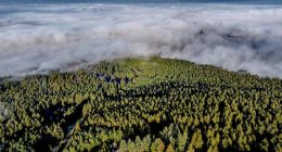 Want to plant trees to offset fossil fuels? You'd need all of North and Central America, study finds