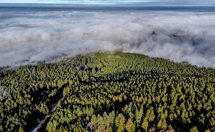 Want to plant trees to offset fossil fuels? You'd need all of North and Central America, study finds