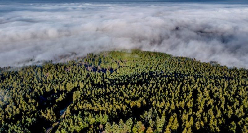 Want to plant trees to offset fossil fuels? You'd need all of North and Central America, study finds
