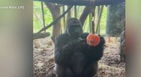 Watch: Zoo animals chill out with cool treats during Chicago heat wave
