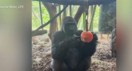 Watch: Zoo animals chill out with cool treats during Chicago heat wave