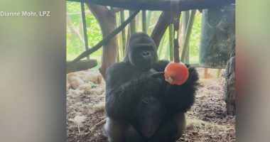 Watch: Zoo animals chill out with cool treats during Chicago heat wave