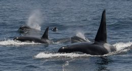 West Coast killer whale species spotted grooming each other with kelp
