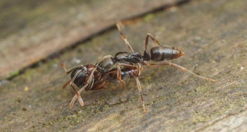 Close-up of an Asian needle ant moving a pupa.