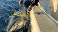 Researchers tagging a 14-foot great white shark alongside a boat.
