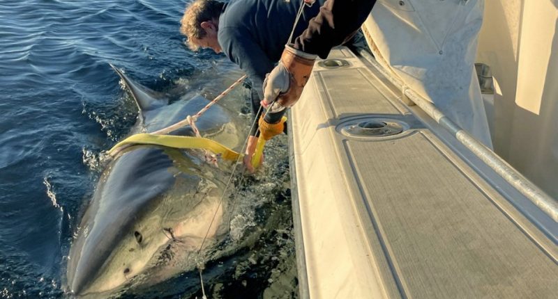 Researchers tagging a 14-foot great white shark alongside a boat.