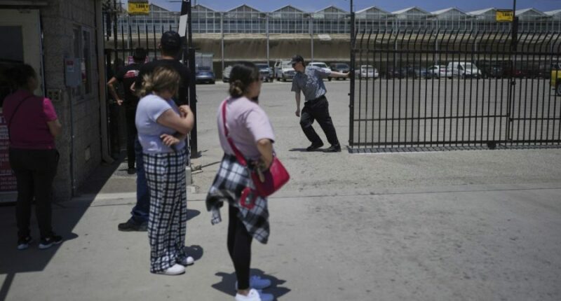 200 arrested, one dead in chaos at California cannabis farm immigration raid