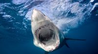 Underwater view of a great white shark with its mouth open.