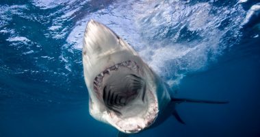 Underwater view of a great white shark with its mouth open.