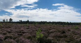 Heather landscape with trees and blue sky.