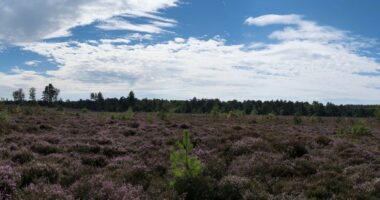 Heather landscape with trees and blue sky.