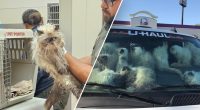 California police make gruesome feline discovery in U-Haul van; owner faces animal cruelty charges