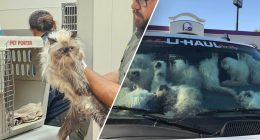 California police make gruesome feline discovery in U-Haul van; owner faces animal cruelty charges