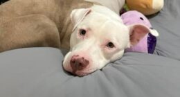 Chanel’s Fight: The dog we refuse to give up on