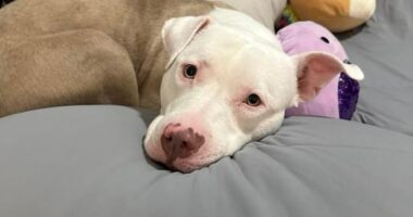 Chanel’s Fight: The dog we refuse to give up on