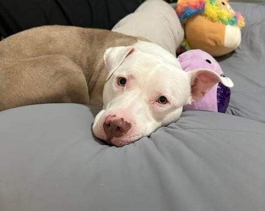 Chanel’s Fight: The dog we refuse to give up on