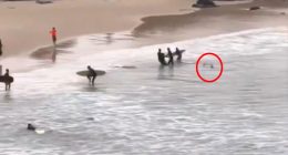 Bystanders rescuing a teen from a shark attack.