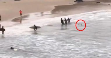 Bystanders rescuing a teen from a shark attack.