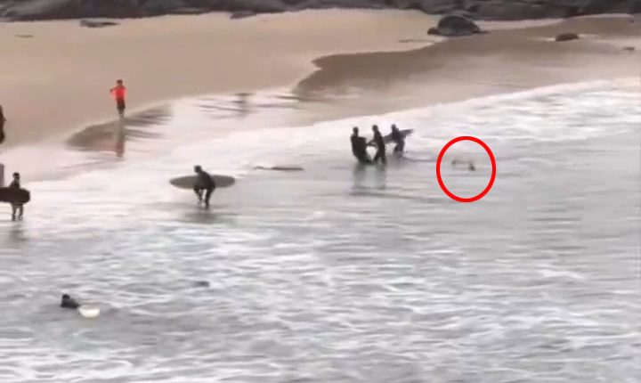 Bystanders rescuing a teen from a shark attack.