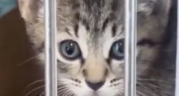 Deadly virus halts cat intakes at Manatee County shelter