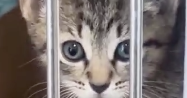 Deadly virus halts cat intakes at Manatee County shelter