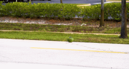 Florida bomb squad demonstrates damage fireworks can inflict using watermelon