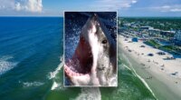 Florida shark attacks surfer, latched on ‘like a bear trap’ in world’s bite capital