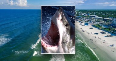 Florida shark attacks surfer, latched on ‘like a bear trap’ in world’s bite capital