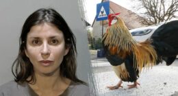 Fowl play: Florida woman charged after allegedly spraying mace at driver who struck chicken crossing the road