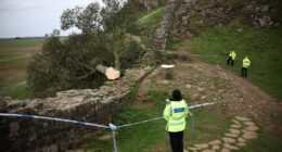 Police officers at the scene of a felled tree near Hadrian's Wall.