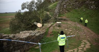 Police officers at the scene of a felled tree near Hadrian's Wall.