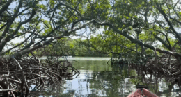 GAS UP & GO: The mangrove tunnels of Lido Key