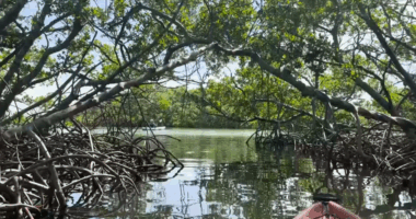 GAS UP & GO: The mangrove tunnels of Lido Key