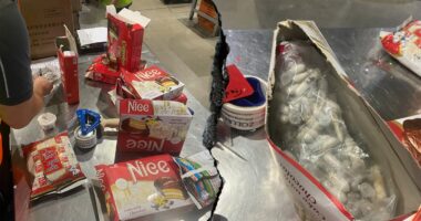 German customs officials seize 1,500 tarantulas smuggled in international spongecake shipment