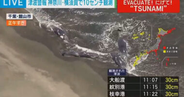Japanese TV footage of several beached whales in Tateyama, Chiba prefecture.