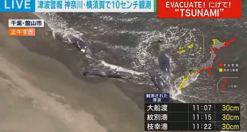 Japanese TV footage of several beached whales in Tateyama, Chiba prefecture.